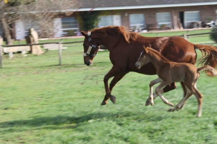 Хостел Residential Horse Club Costa Brava Санта-Кристина-де-Аро Номер фото